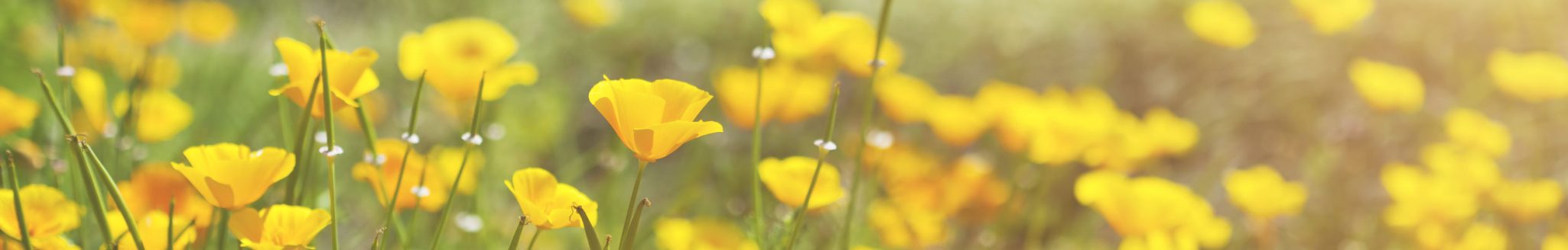 Blooming yellow prairie flowers